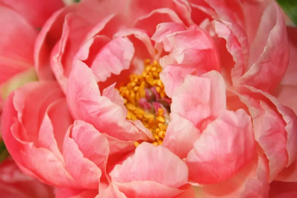Pink peony