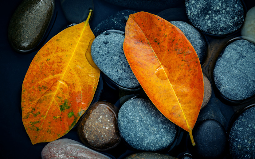 Two orange leaves against pebbles in the water