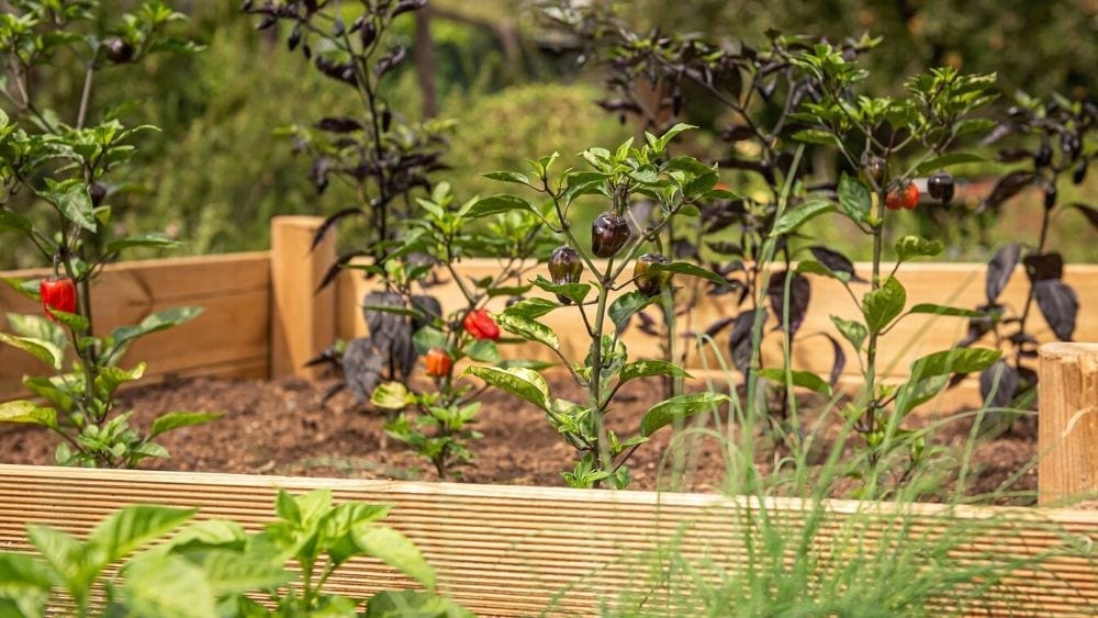 Small  raised garden bed with vegetables growing, including tomatoes and peppers
