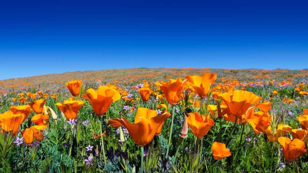 california-poppy