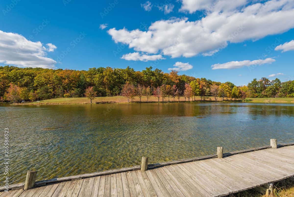 Dock in foreground overlooking water and treed bank on a sunny day