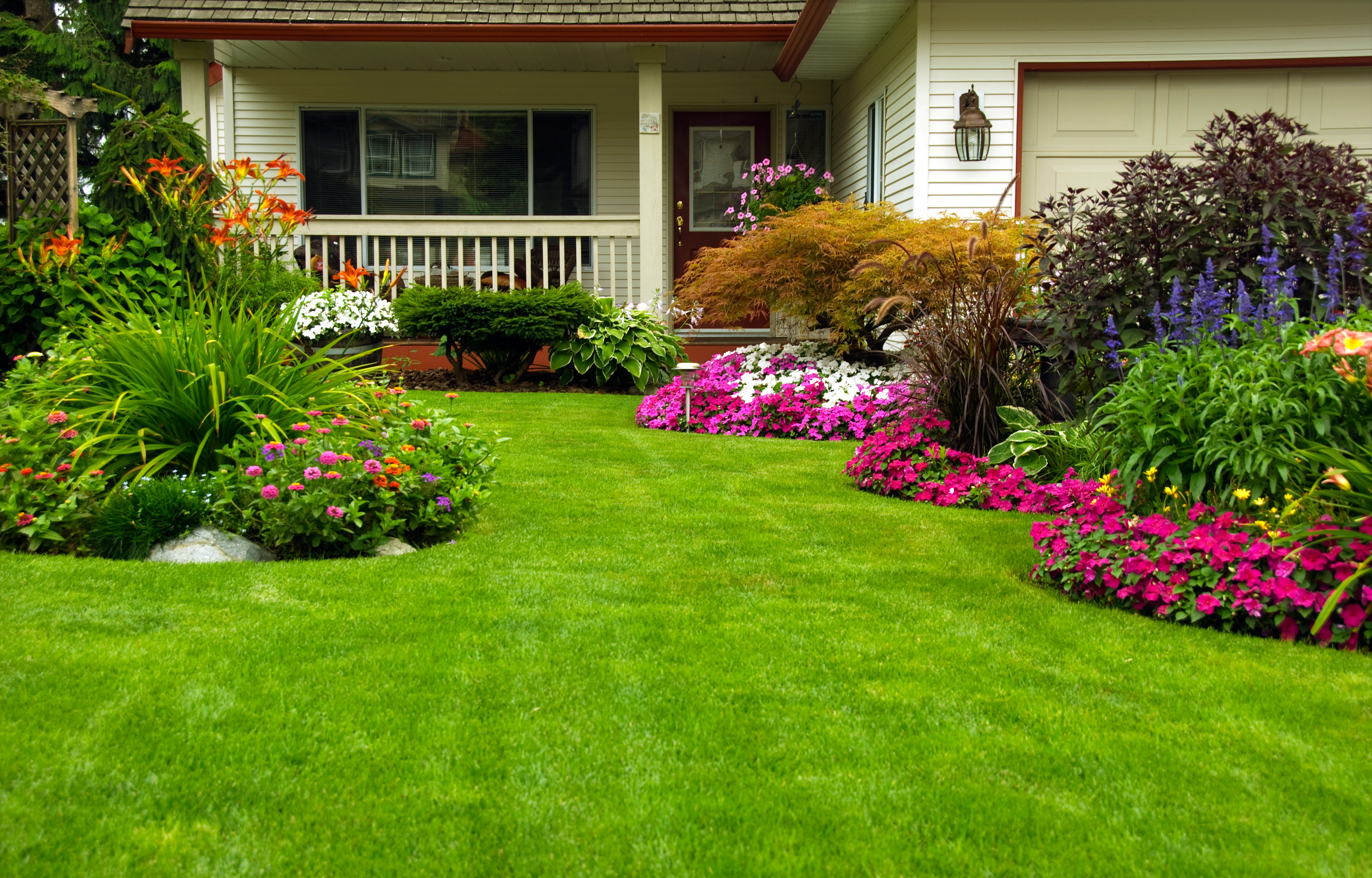 A beautiful landscaped front yard of a suburban home with green grass and purple flowers