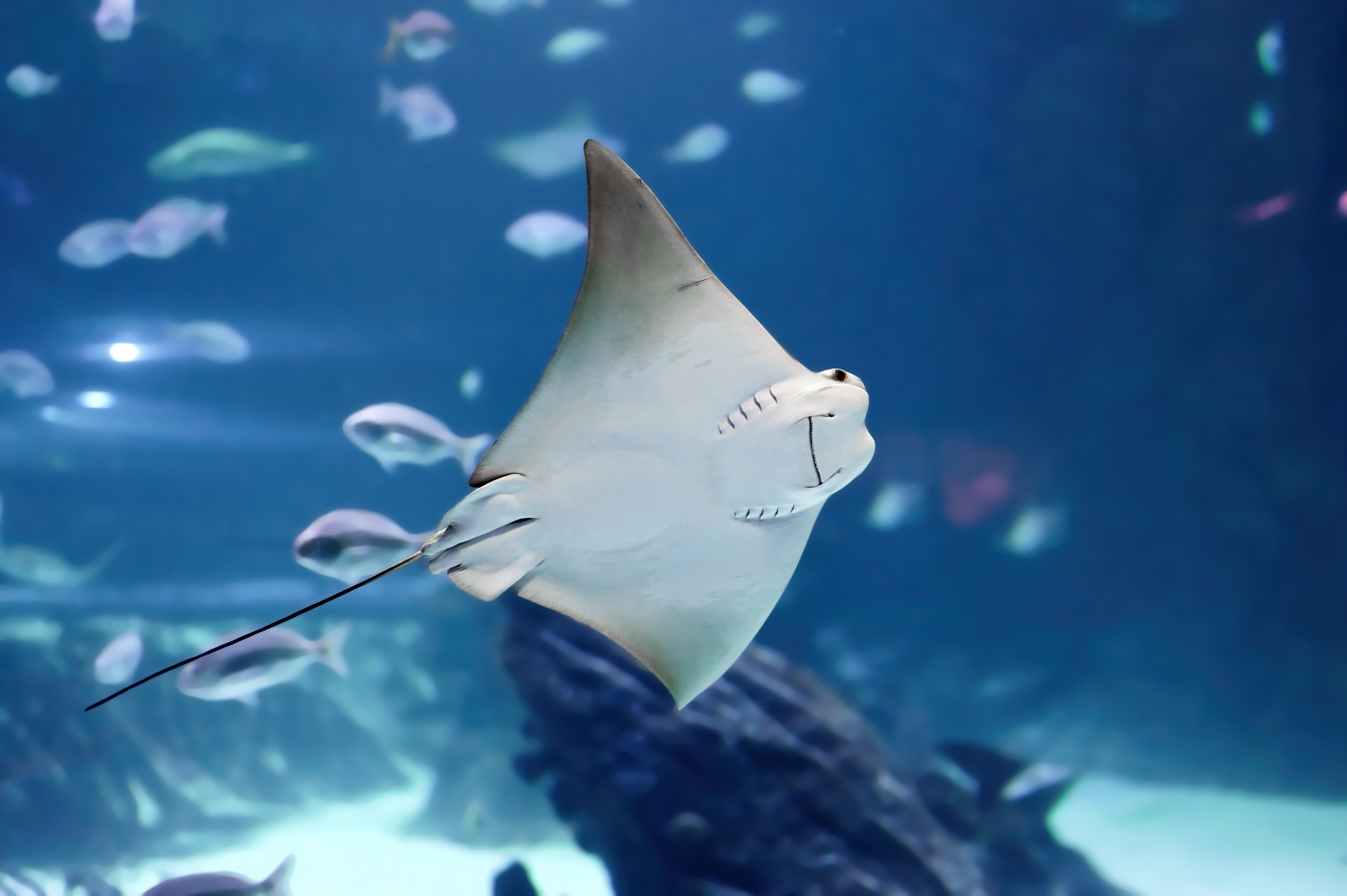 stingray at the aquarium