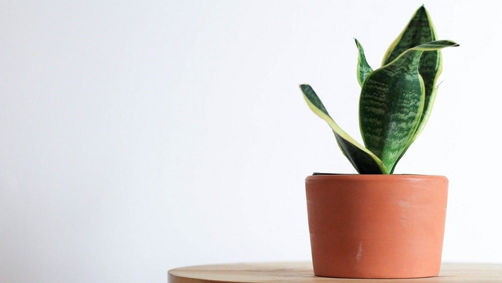 Green snake plant in pot on table.