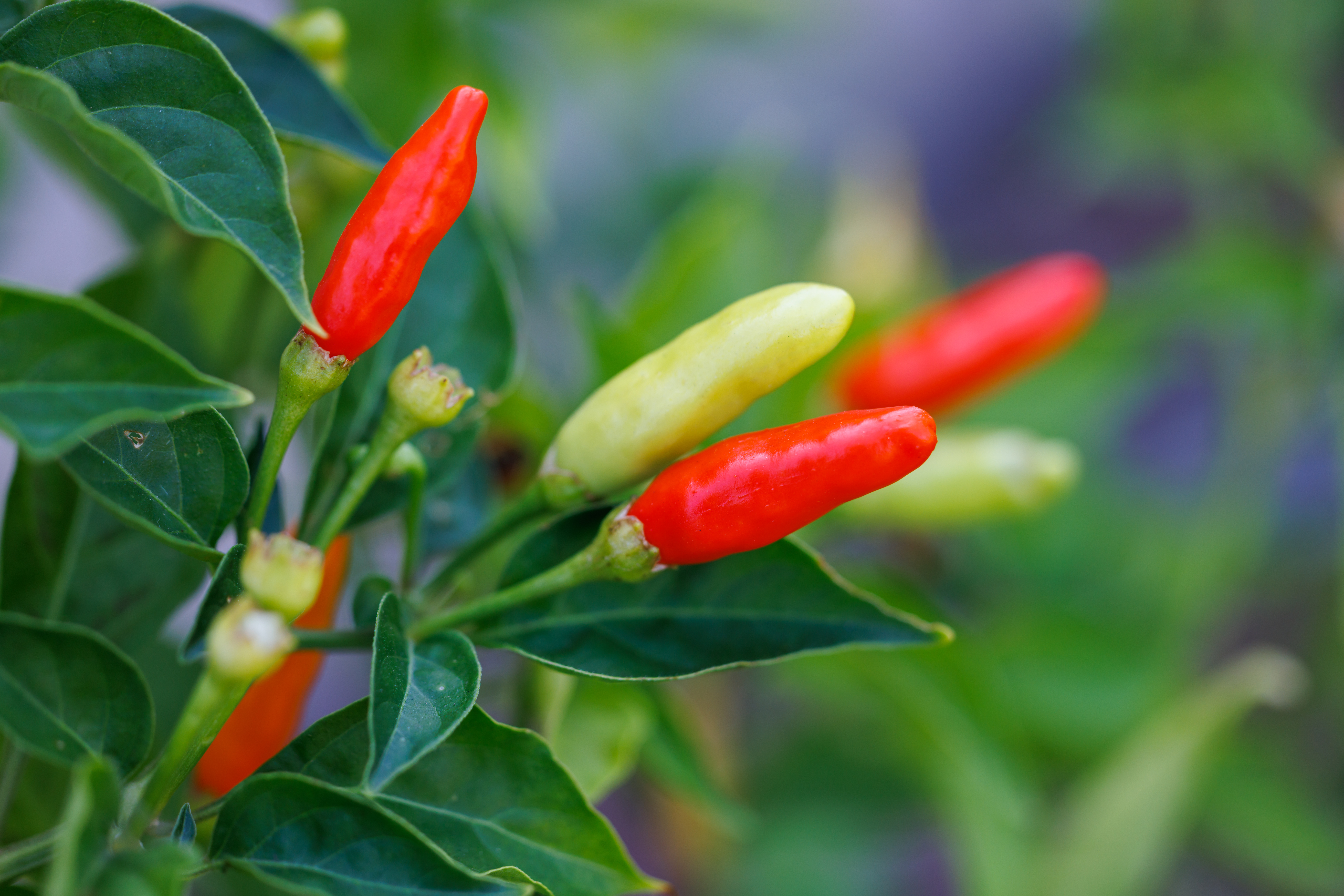 Colorful peppers growing on vine in garden