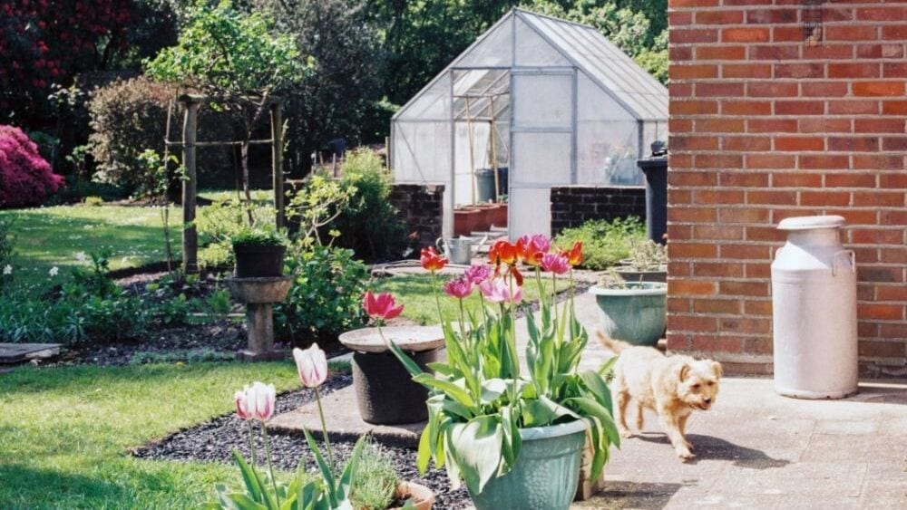 A small dog walks around a backyard, with lots of plants and a greenhouse in the background.