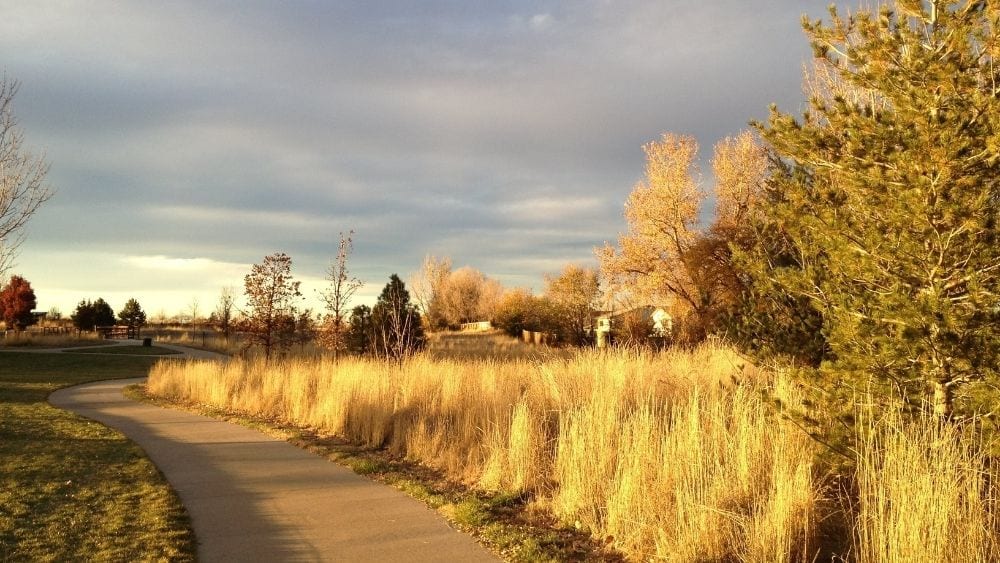 A walking path through tall grass and trees and sunset.