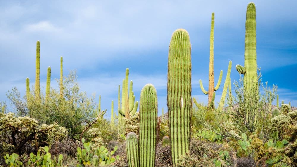 saguaro-national-park-arizona