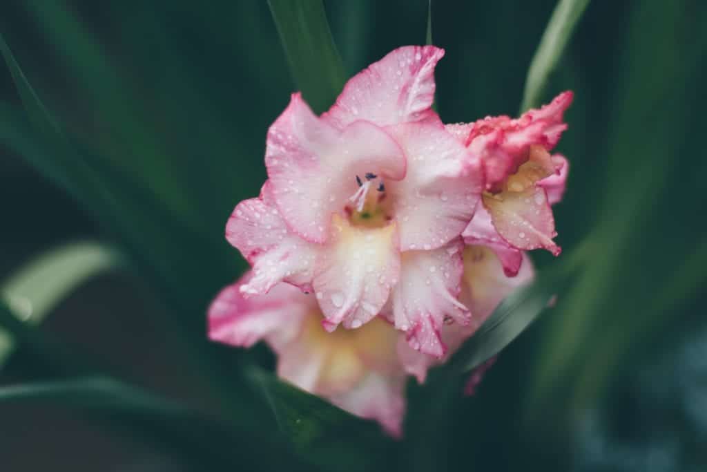pink gladiolus