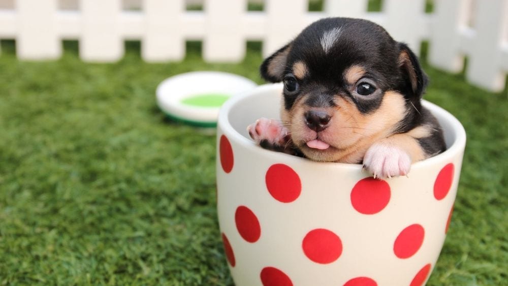 puppy-in-a-teacup