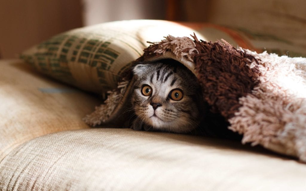 Cat hiding under a blanket on a tan sofa
