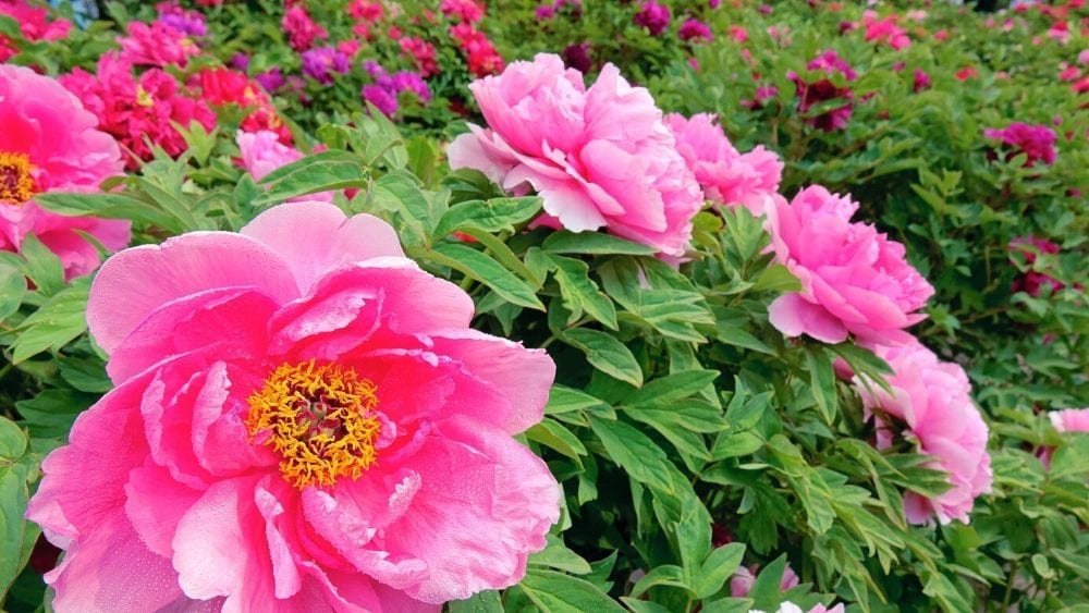 Green garden with pink flower blossoms