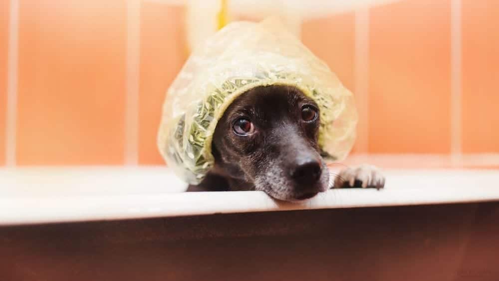 dog in a bathtub