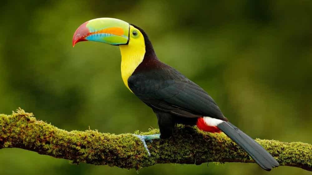 toucan