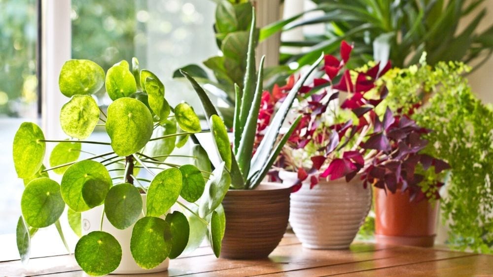houseplants on window
