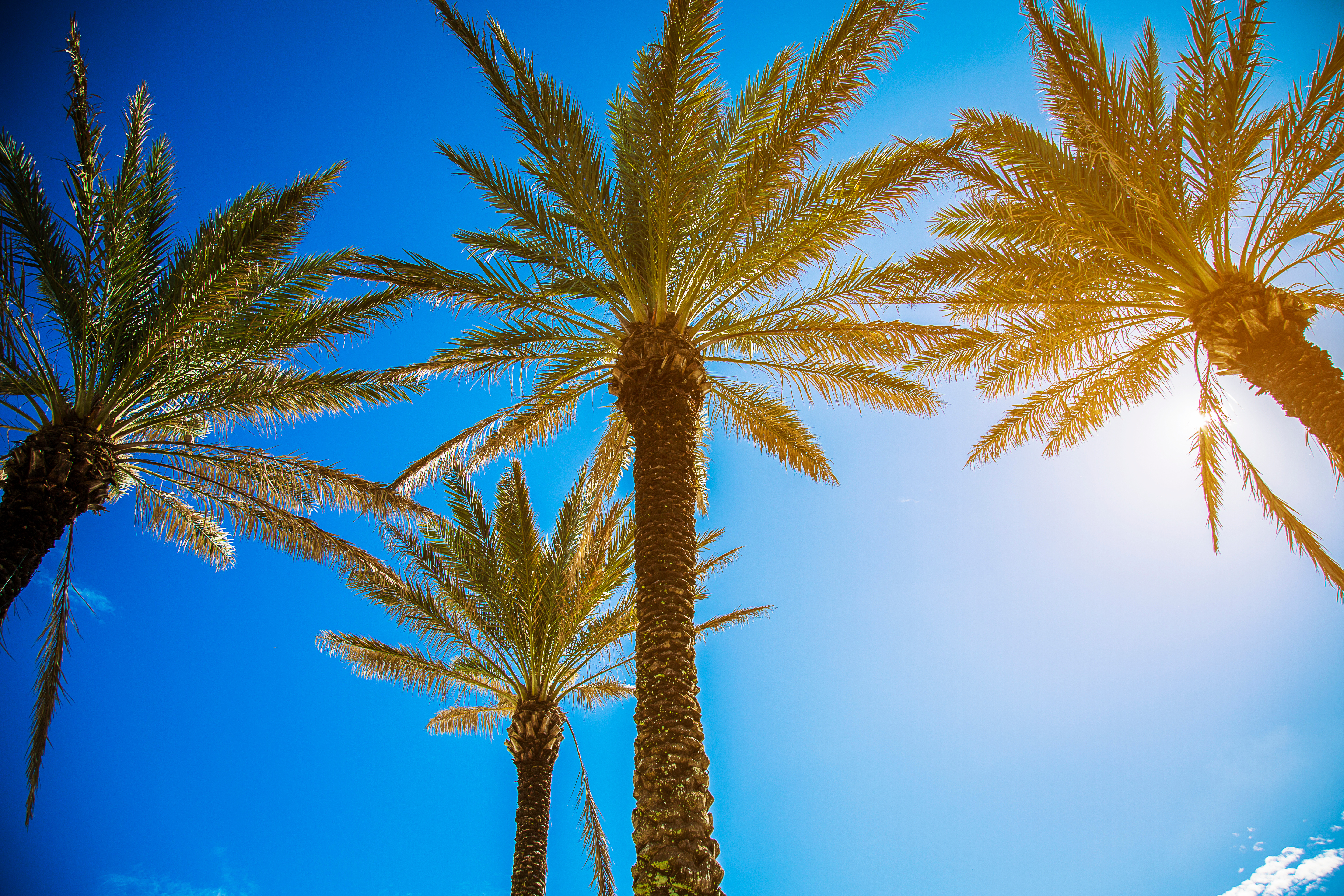Upward view through palm trees on a sunny day