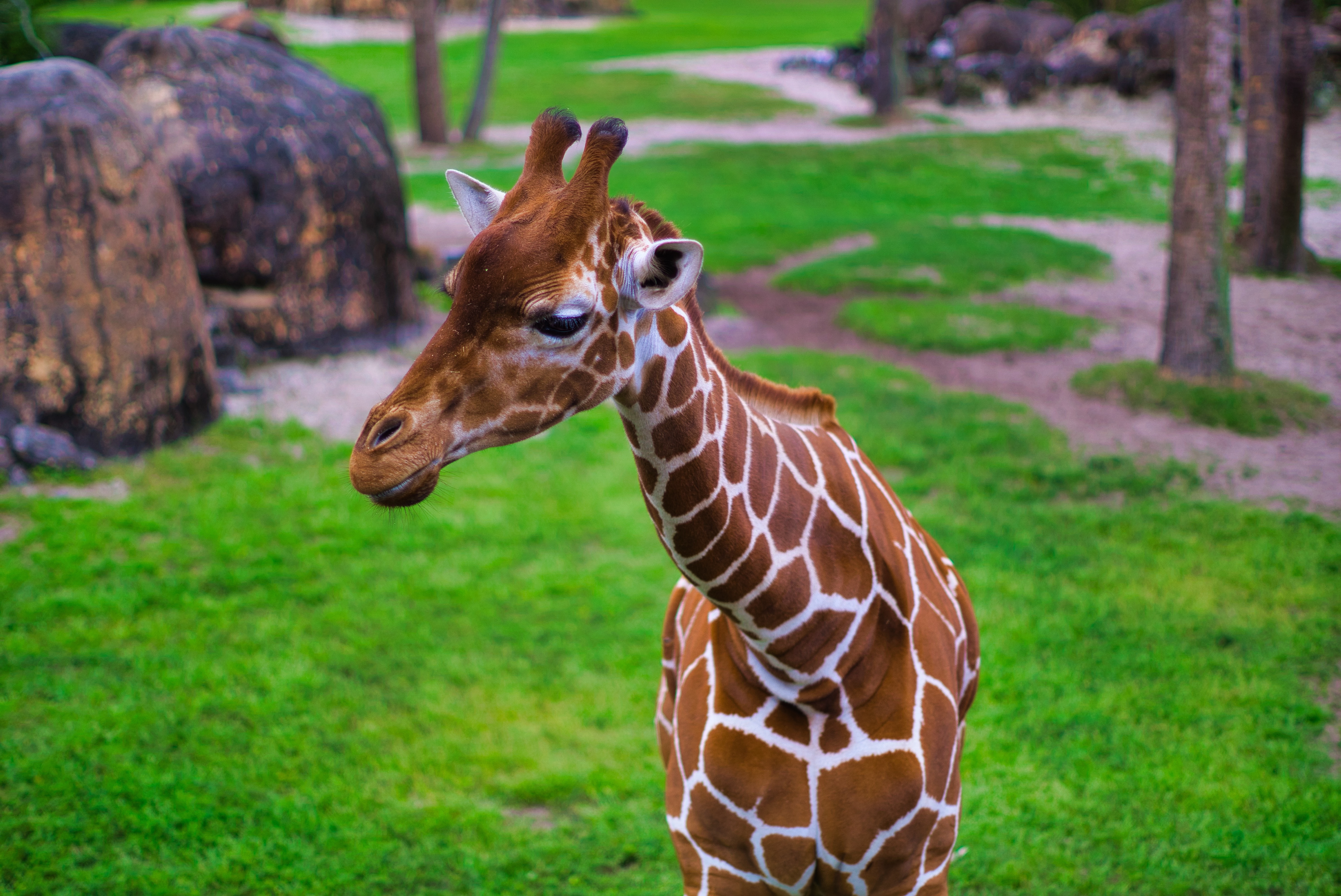 Giraffe at a zoo