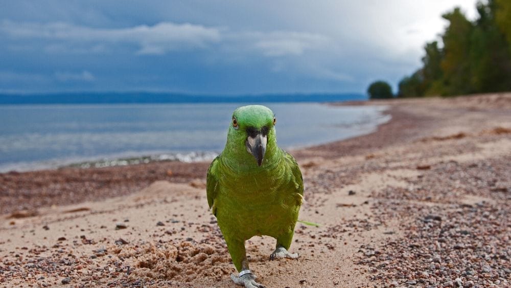 parrot-on-beach