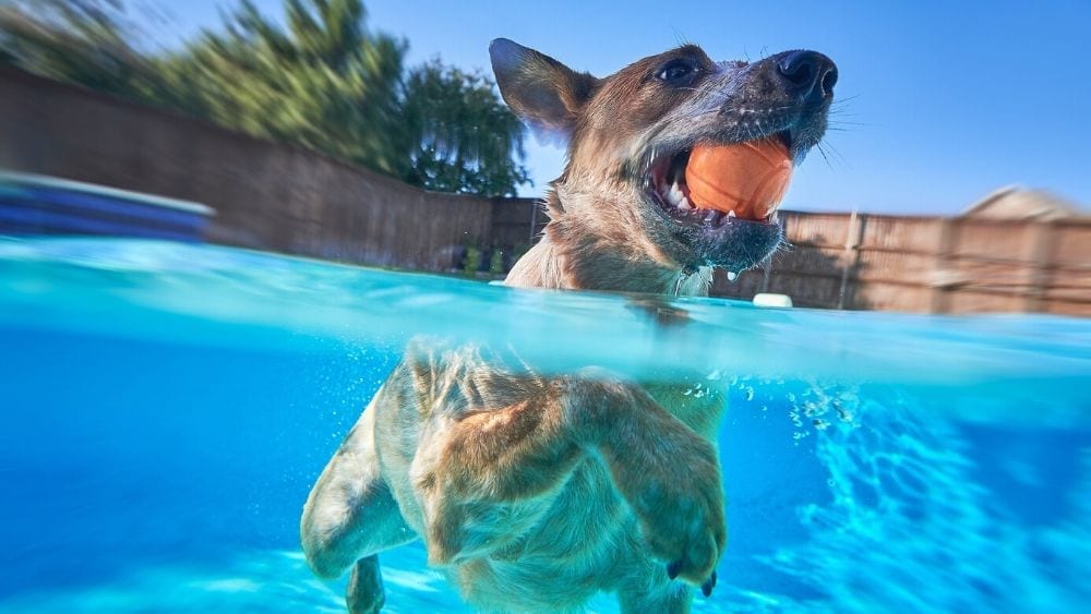 dog in swimming pool