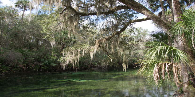 Moss draped trees on the edge of beautiful water