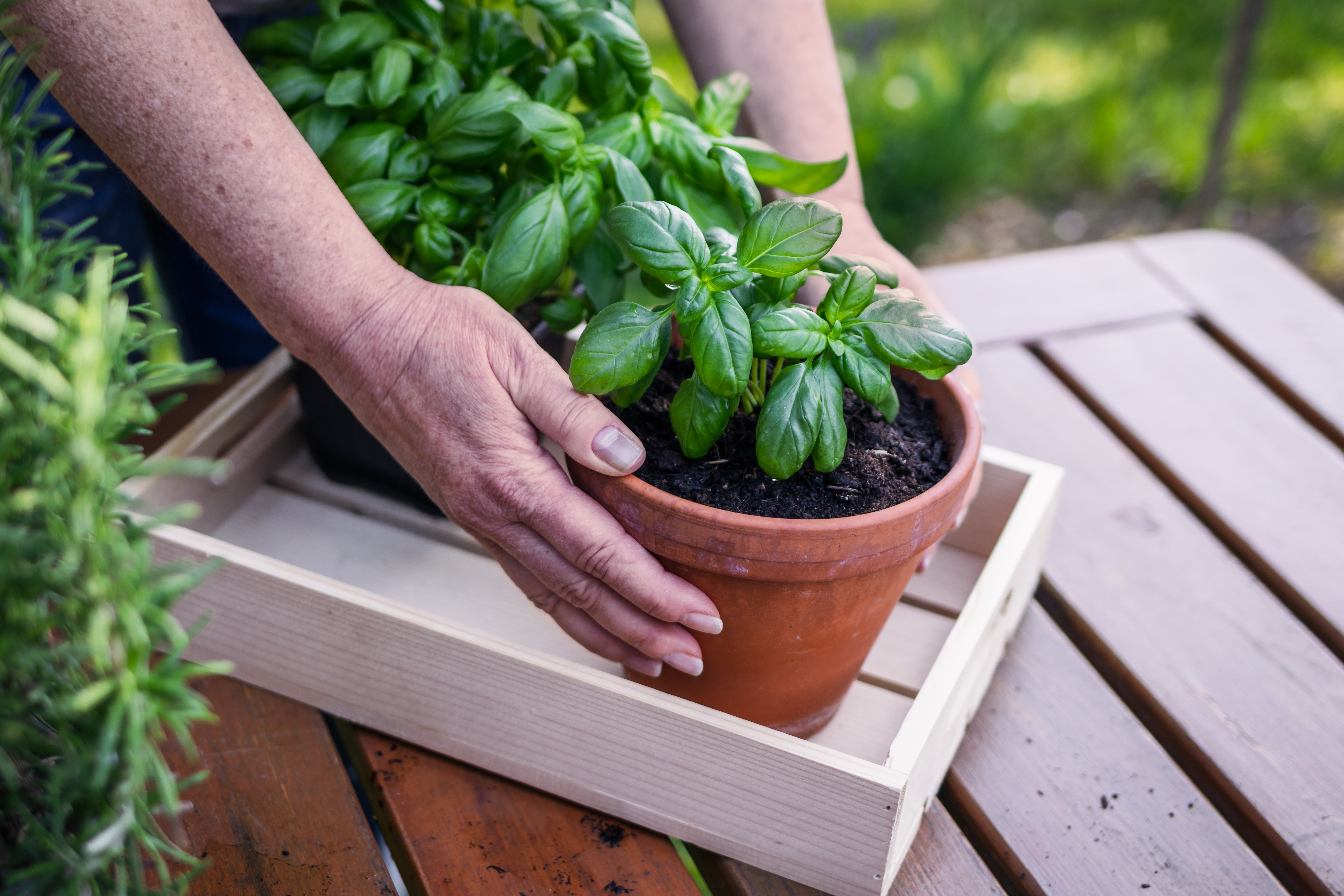 Basil in a pot on a wooden crate