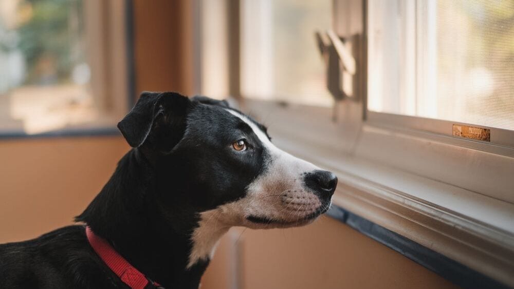 dog-looking-out-window