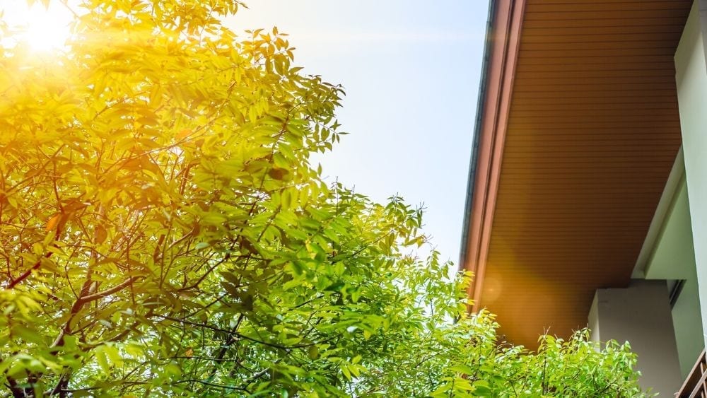 A large, leafy tree outside of a brown roof