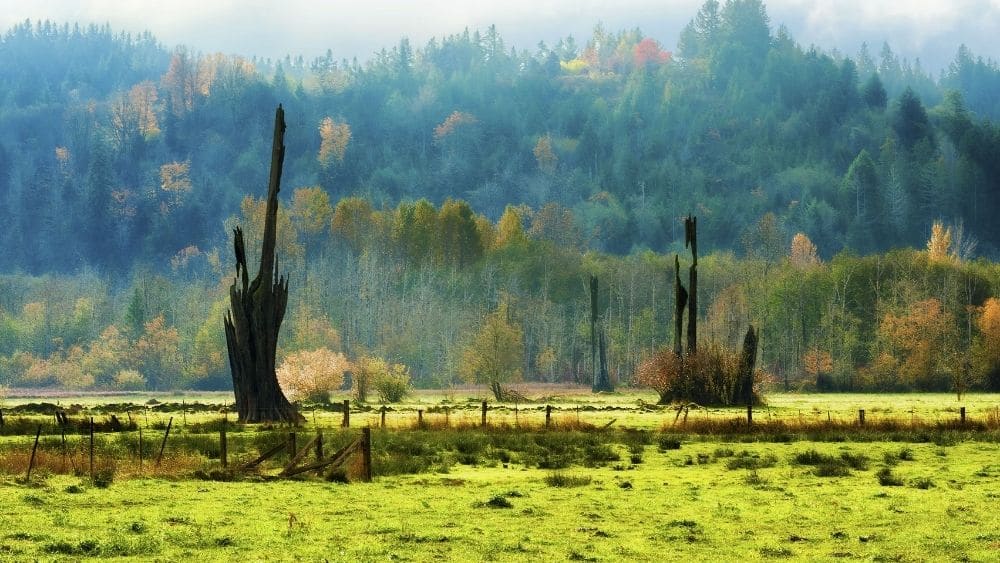 misty morning in shelton, washington