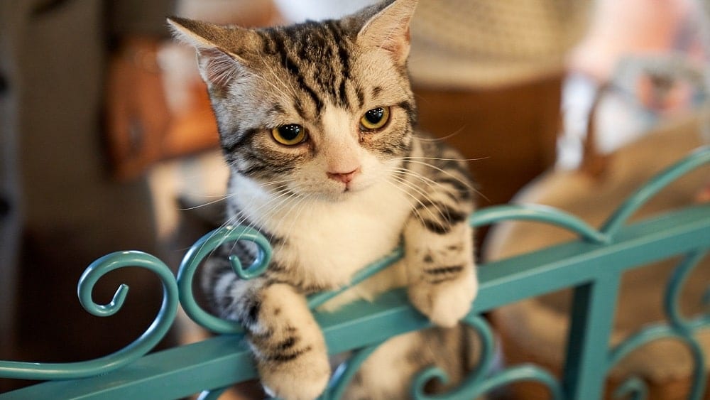 Cat hanging on blue gate.