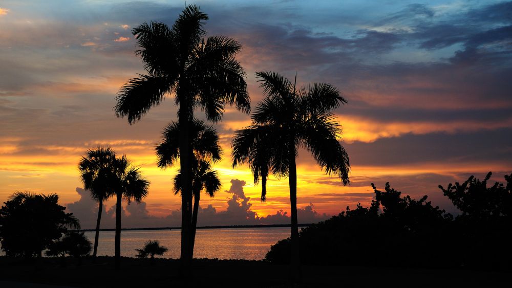 Sunset at the beach with palm trees in the foreground