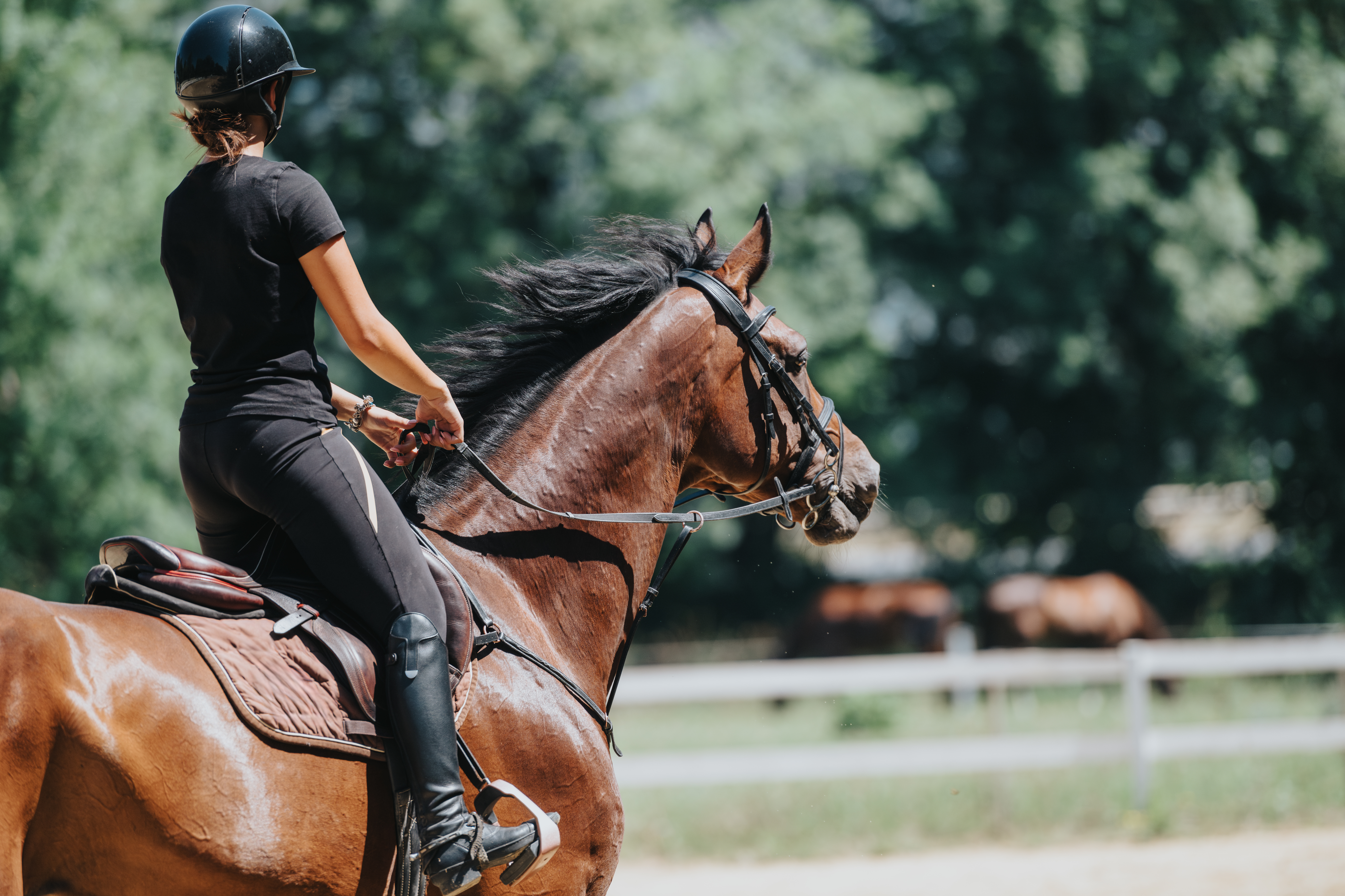 Brown horse and rider riding in a fenced area