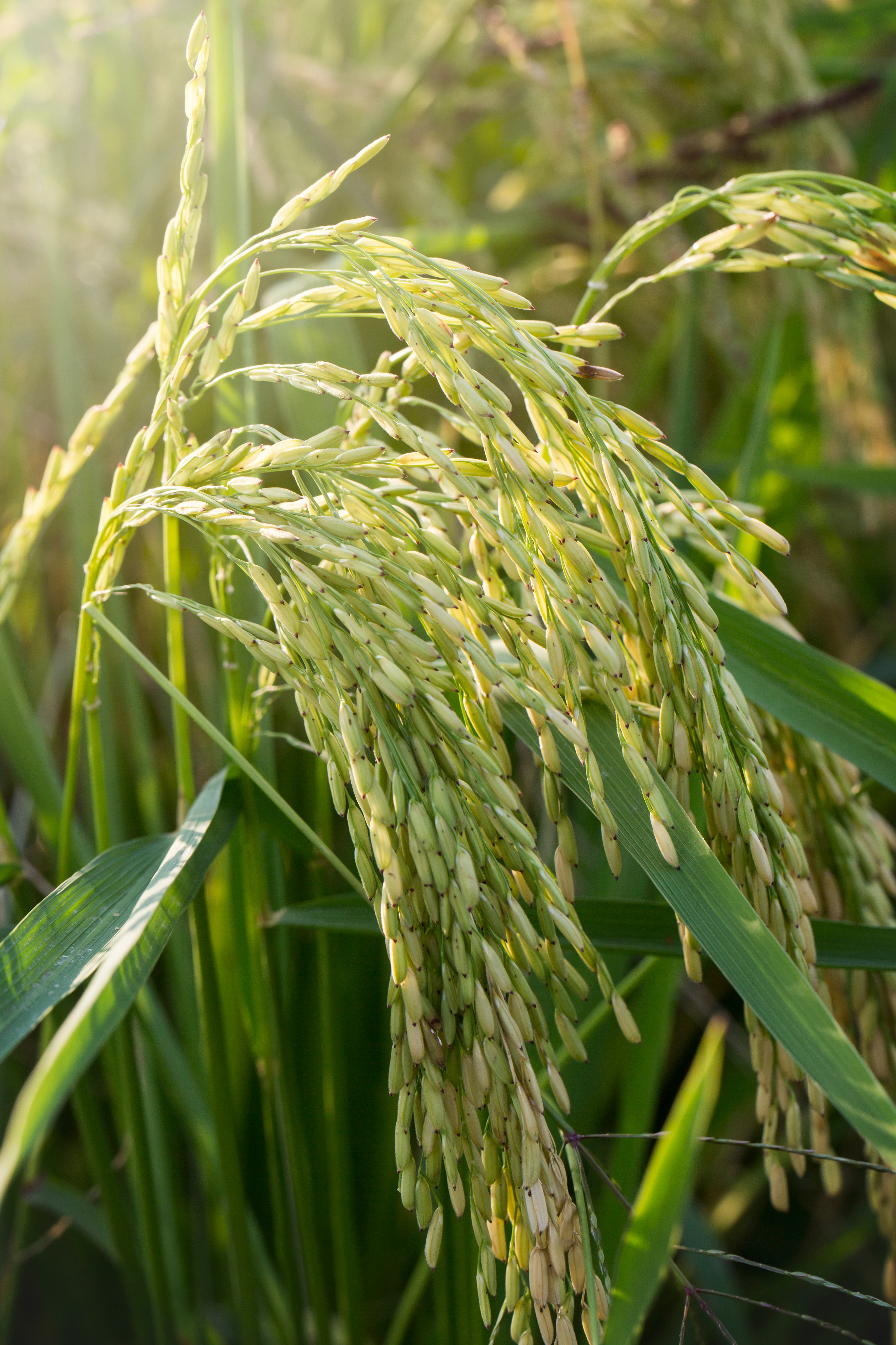 rice plants