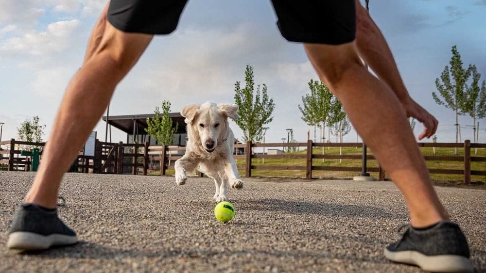 A fluffy dog chasing a tennis ball back to their human.