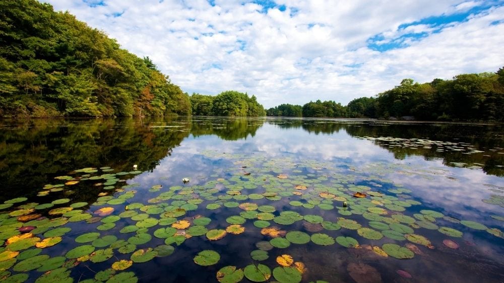 A river full of lily pads with trees lining both banks.