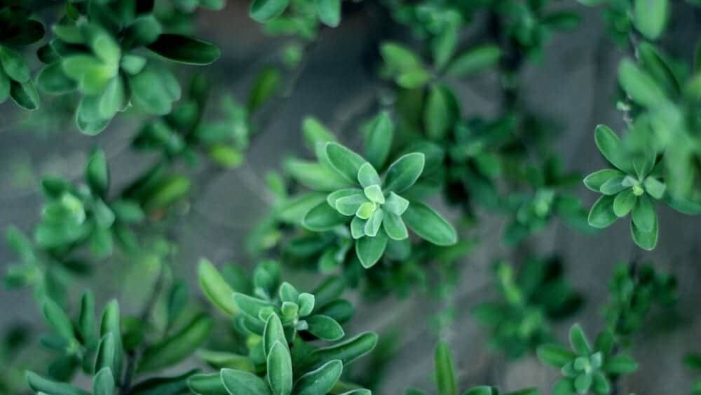 thyme