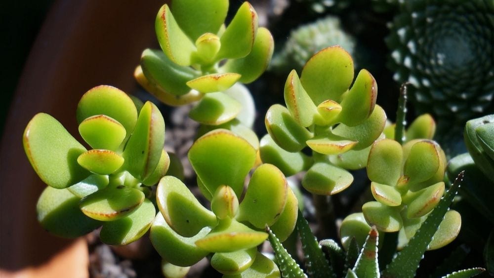 jade-plant-succulent