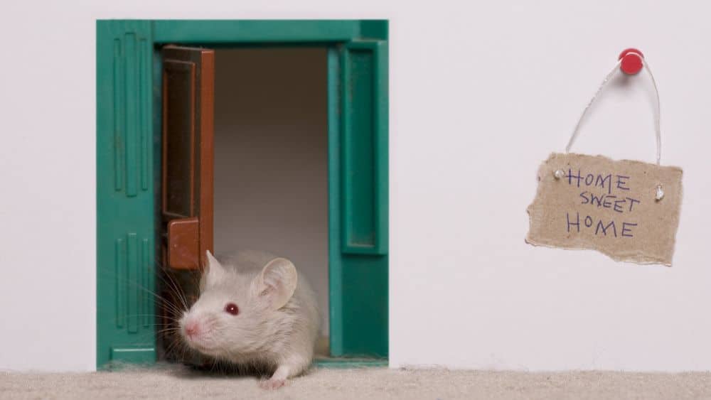Mouse exiting a small green doorway with home sweet home sign