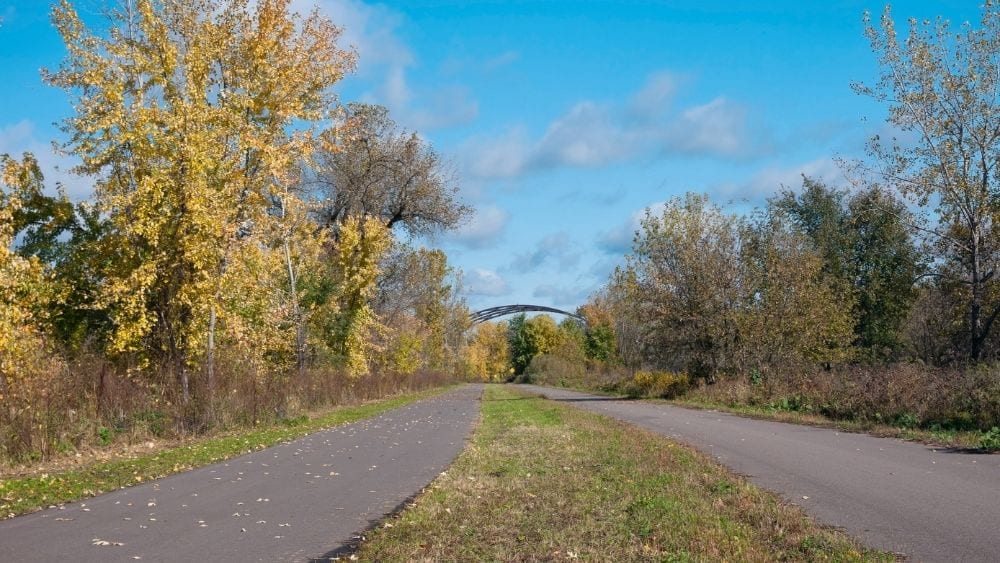 Walking path in the woods on a clear day.