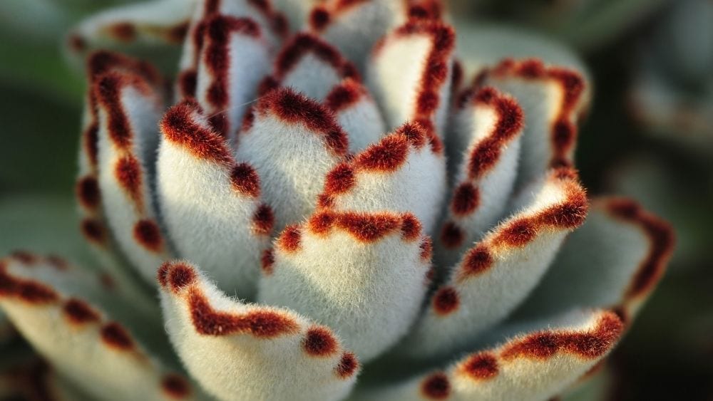 close up shot of a panda plant