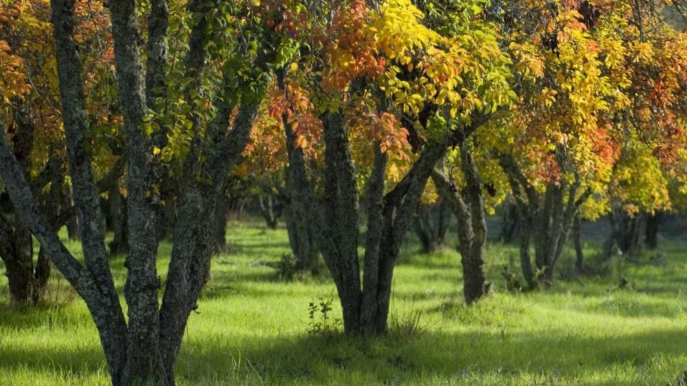 Peach trees evenly spaced in a grassy area. The leaves are gold and orange and red.