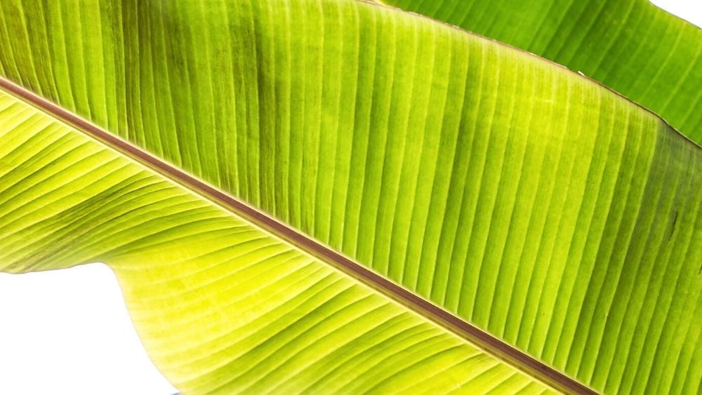 banana-leaves