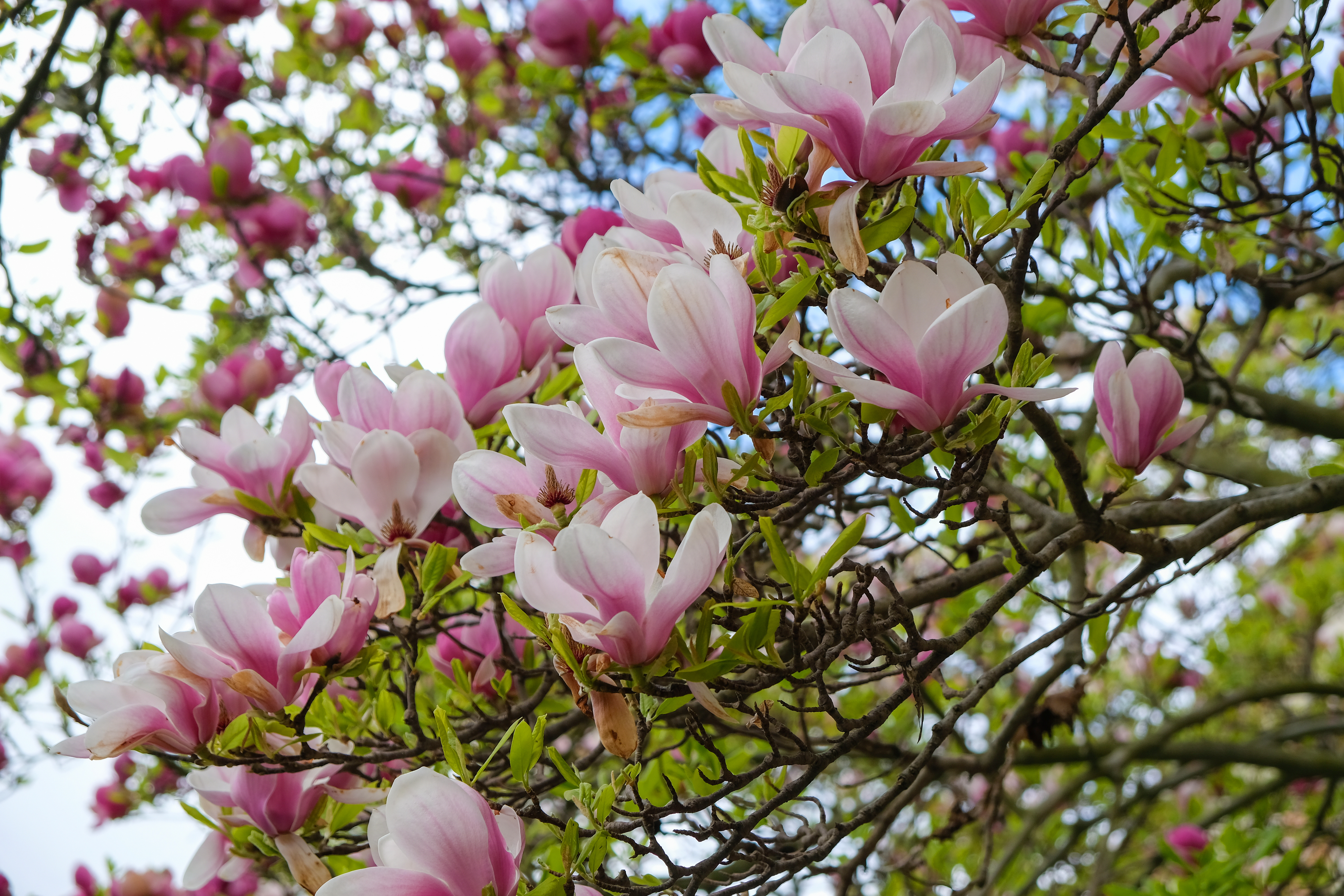 tree with flowering pink magnolia blossoms