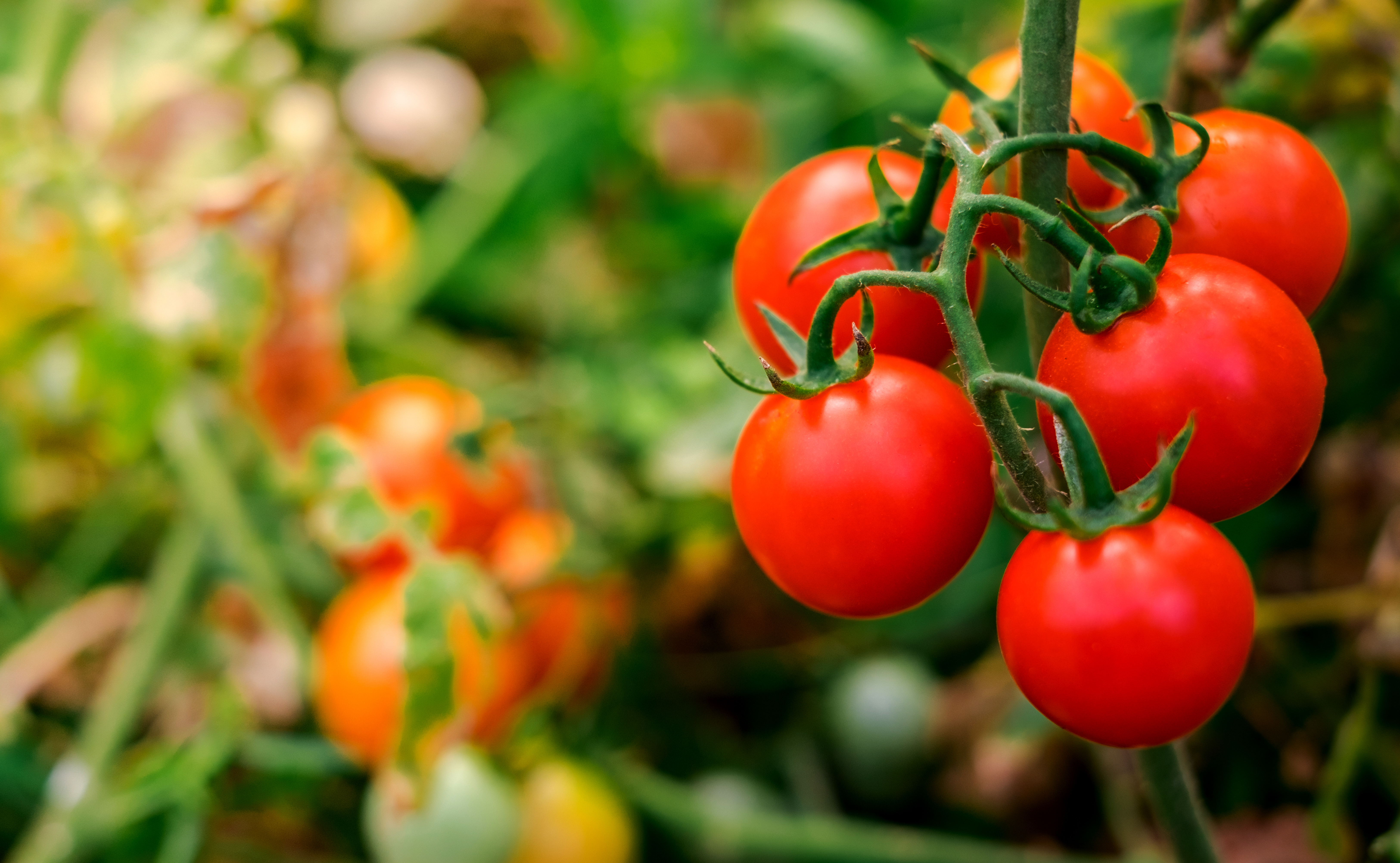 Ripe red tomatoes on the vine
