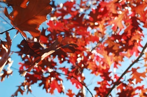 maple-leaves-over-blue-sky-by-sriratana-sutasirisap_stockvault-maple-leaves-over-blue-sky169747_480