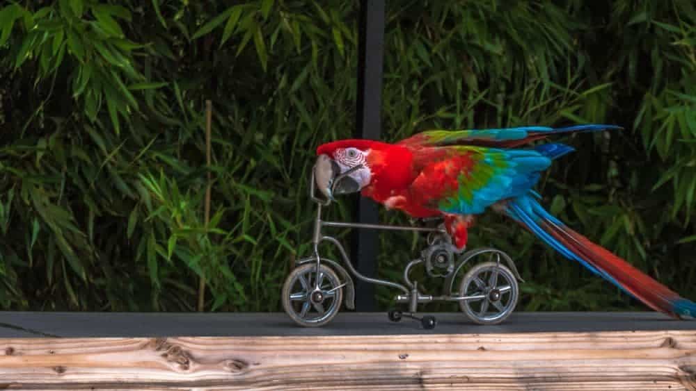 parrot-bicycle