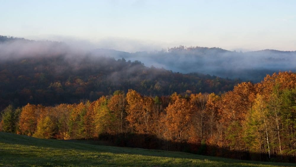 treeline in claremont, new hampshire