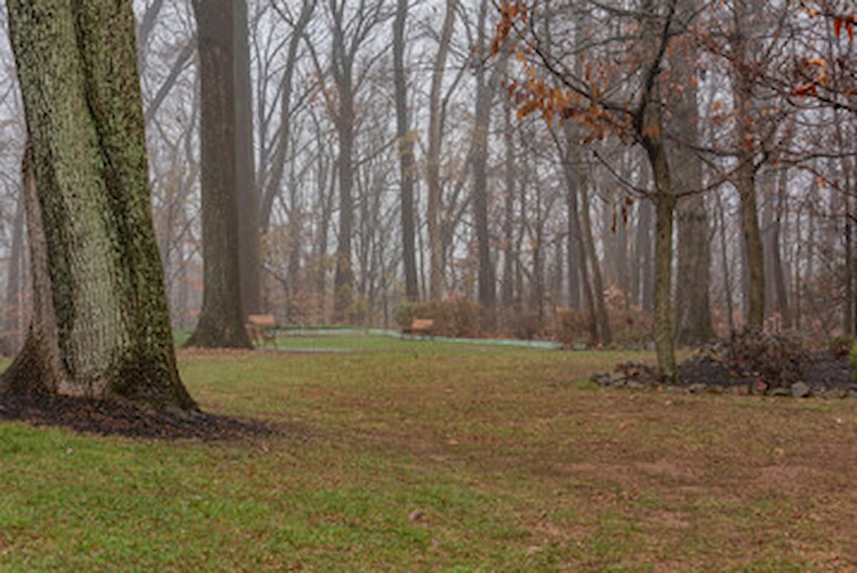 Rainy day in a park with abundant trees