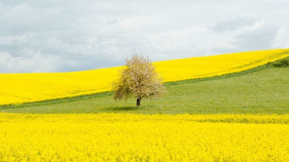tree-in-field