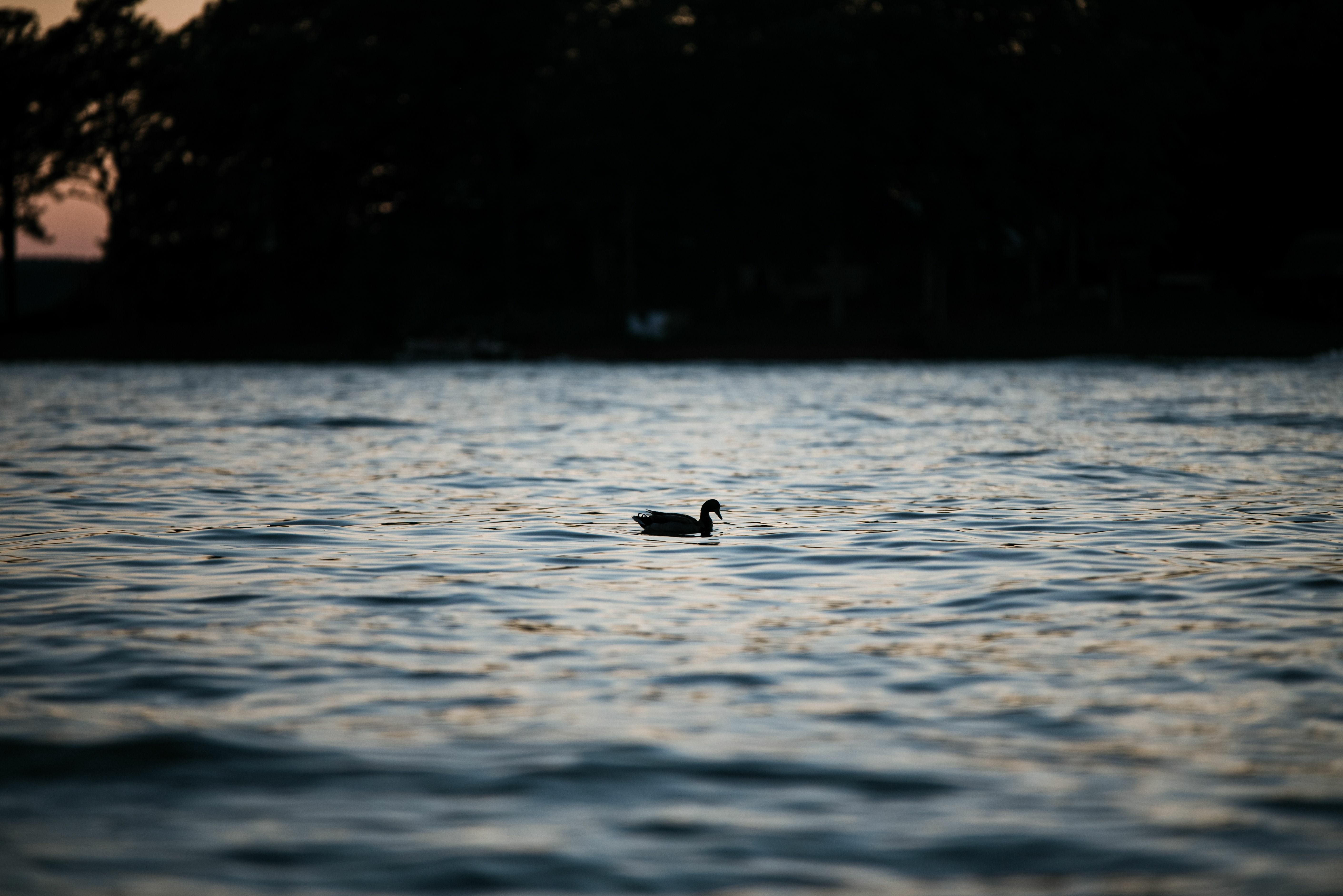 duck floating on a lake in the evening