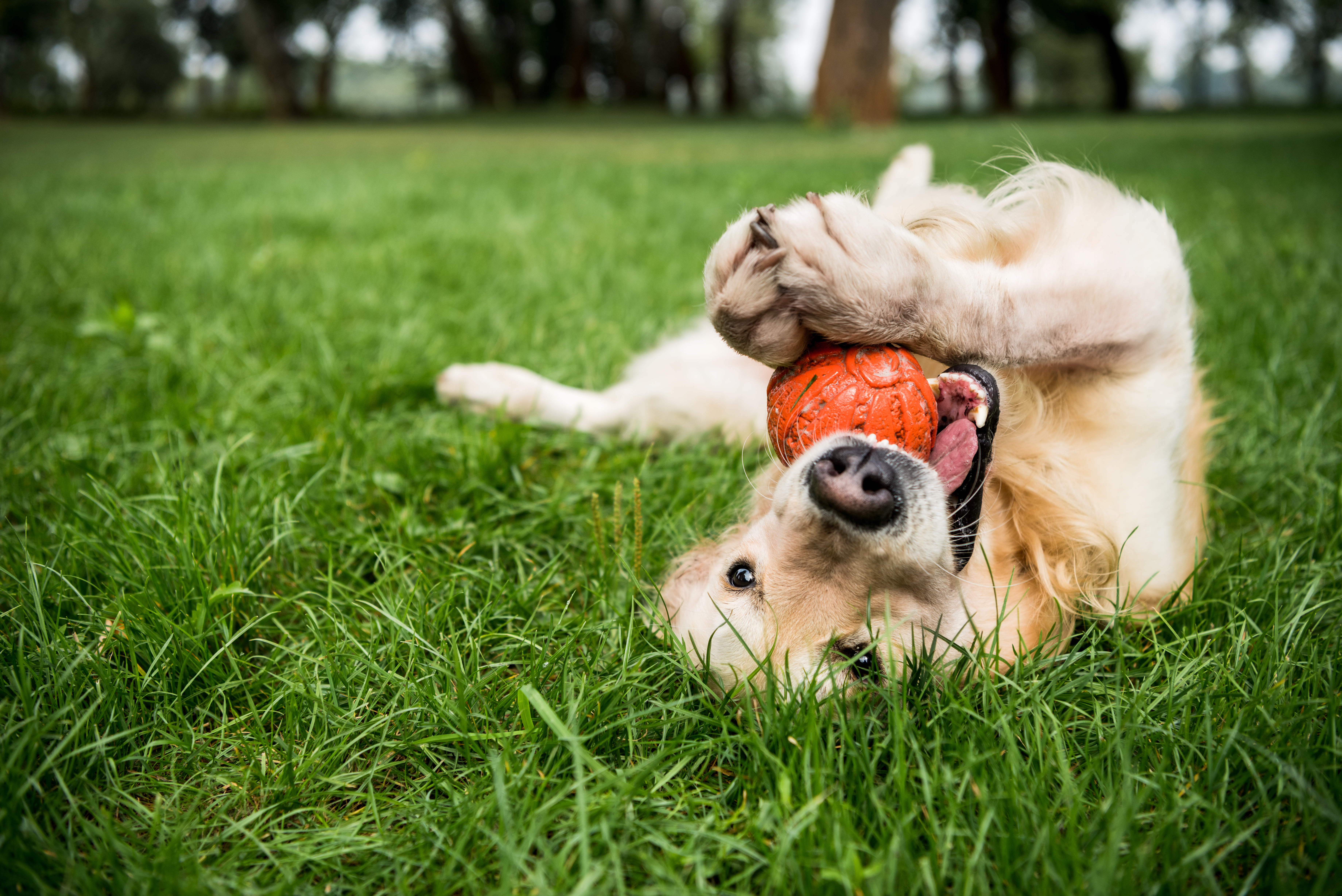 golden retriever with ball in his mouth playing in grassy area